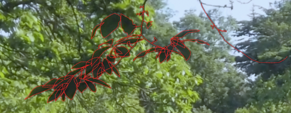 mandy ho man ng-leaves