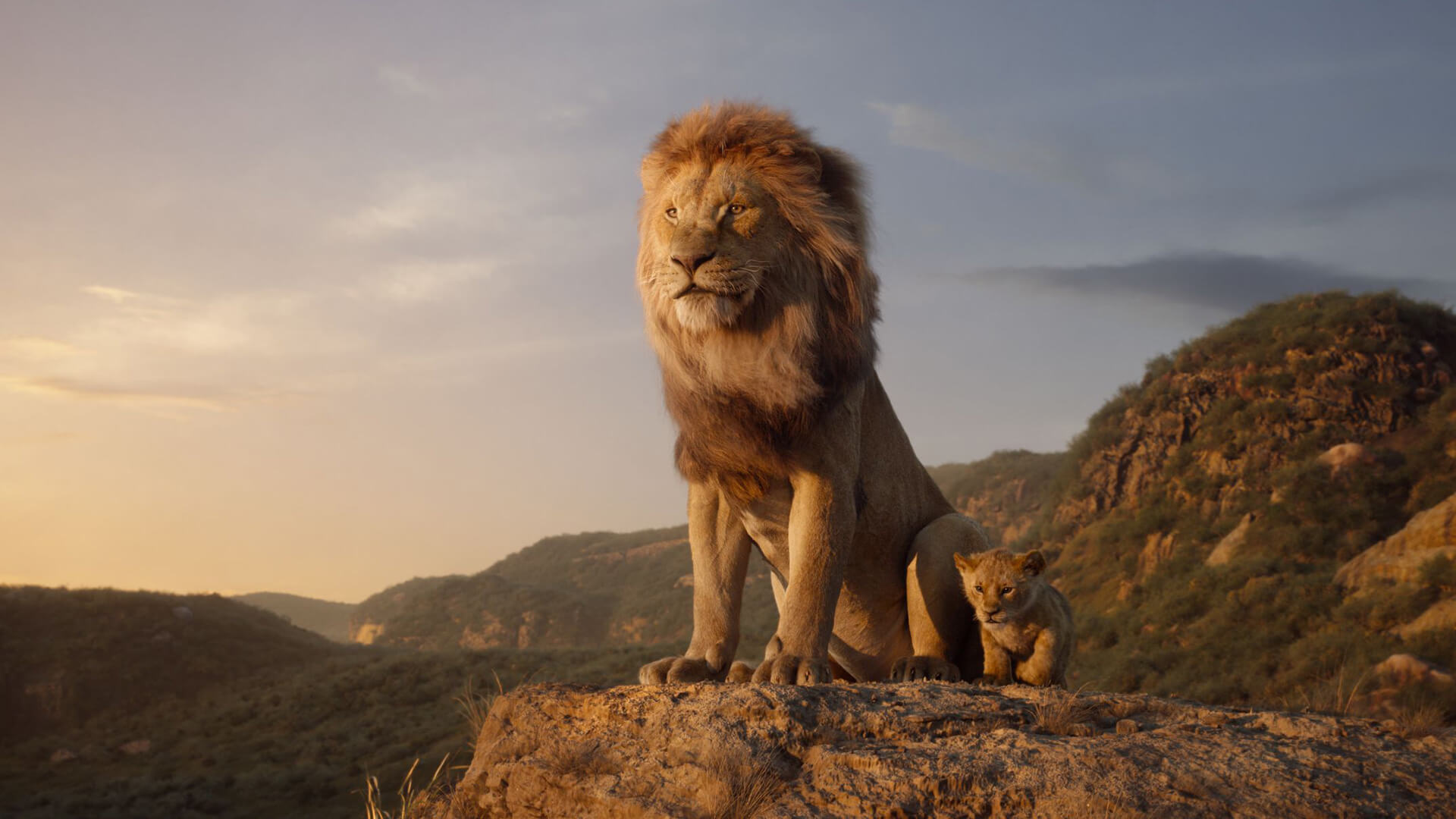 Majestic lion stood on top of a mountain next to young cub